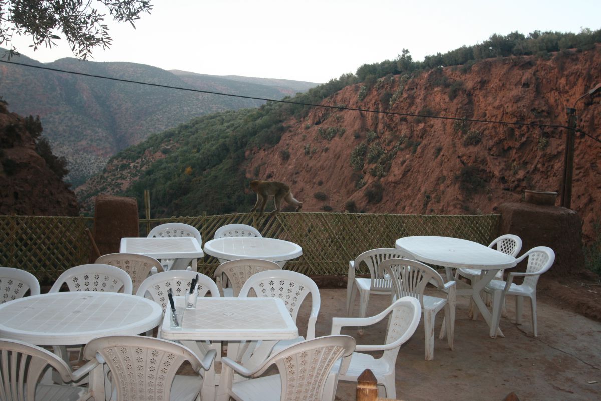 Magot rodant autour d’un café à la recherche de nourriture<br>... Magot rodant autour d’un café à la recherche de nourriture<br>...