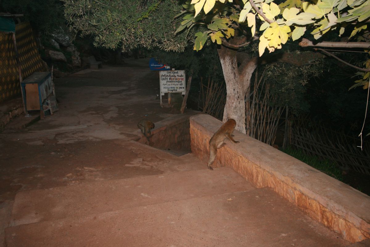 Des colonies de macaques-magots ont élu domicile aux alentours des cascades Des colonies de macaques-magots ont élu domicile aux alentours des cascades
